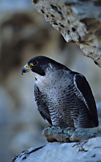 Peregrine%20Falcon.jpg