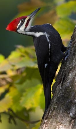 Pileated%20Woodpecker.jpg