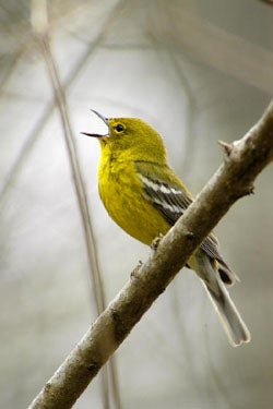 Pine%20Warbler.jpg