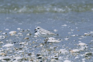 Piping%20Plover.jpg