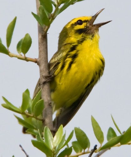 Prairie%20Warbler.jpg