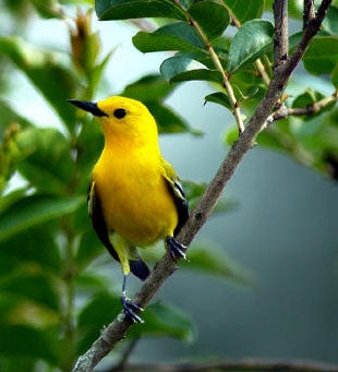 Prothonotary%20Warbler.jpg