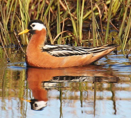 Red%20Phalarope.jpg