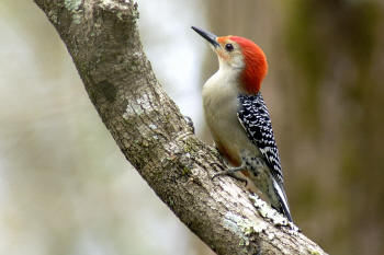 Red-bellied%20Woodpecker.jpg