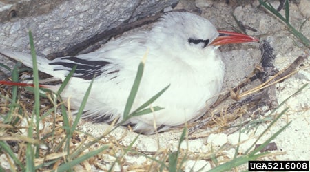 Red-billed%20Tropicbird.jpg