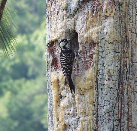 Red-cockaded%20Woodpecker.jpg