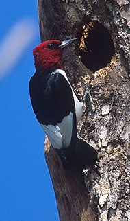 Red-headed%20Woodpecker.jpg