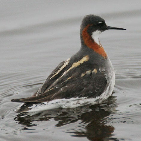 Red-necked%20Phalarope.jpg