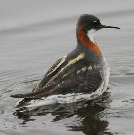 Red-necked%20Phalarope.jpg