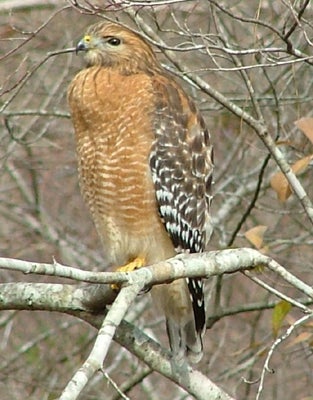 Red-shouldered%20Hawk.jpg