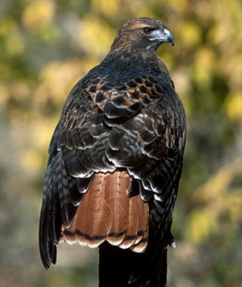 Common Birds of Prey of Alabama - Alabama Cooperative Extension System