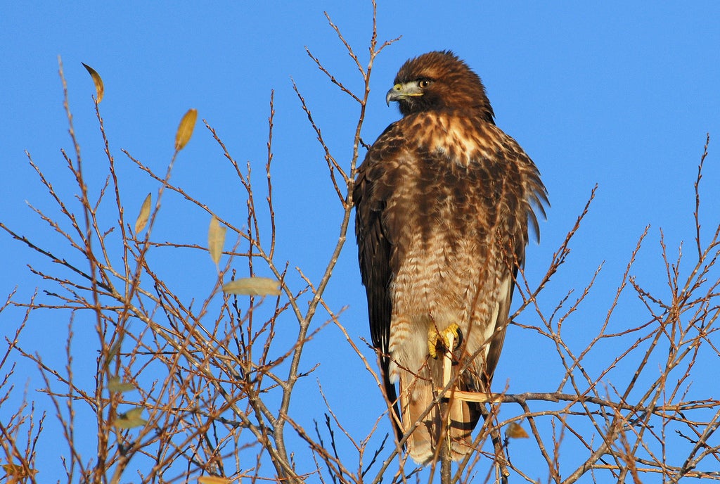 Common Birds of Prey of Alabama - Alabama Cooperative Extension System