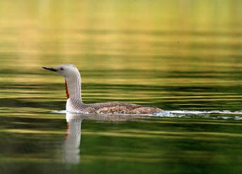 Red-throated%20Loon.jpg