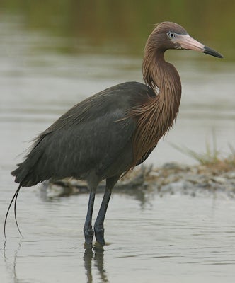 Reddish%20Egret.jpg