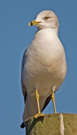 Ring-billed%20Gull.jpg