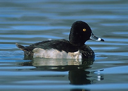 Ring-necked Duck