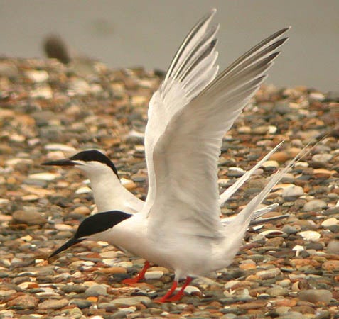 Roseate%20Tern.jpg