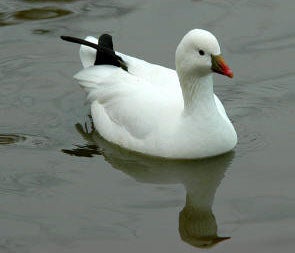 Ducks Unlimited Canada - Wikipedia