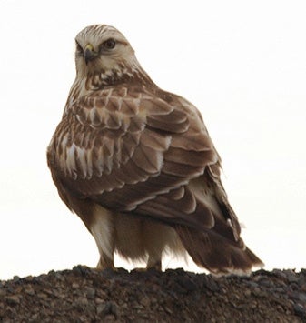 Rough-legged%20Hawk.jpg