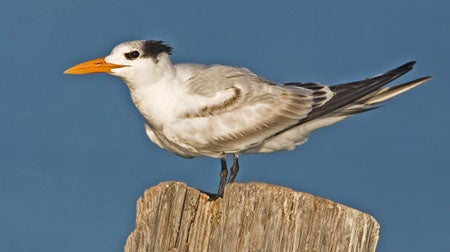 Royal%20Tern.jpg