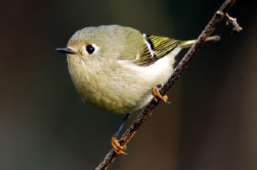 Ruby-crowned%20Kinglet.jpg