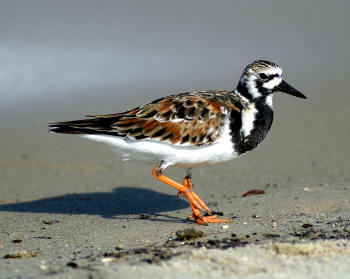 Ruddy%20Turnstone.jpg