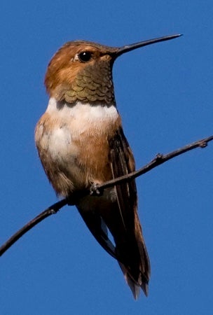 Rufous%20Hummingbird.jpg