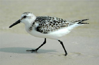 Sanderling.jpg