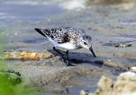 Semipalmated%20Sandpiper.jpg