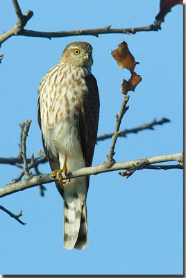 Sharp-shinned%20Hawk.jpg