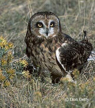 Short-eared%20Owl.jpg