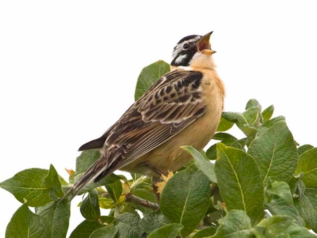 Smith's%20Longspur.jpg