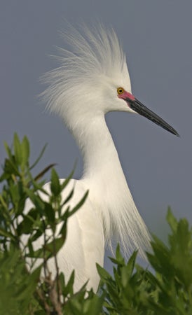 Snowy%20Egret.jpg