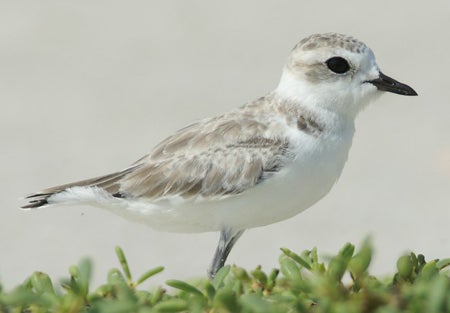 Snowy%20Plover.jpg