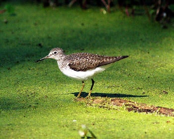 Solitary%20Sandpiper.jpg