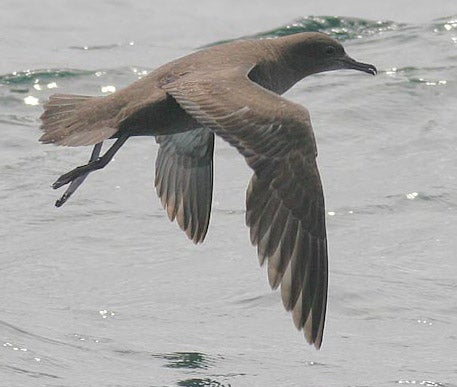 Sooty%20Shearwater.jpg