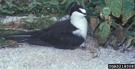 Sooty%20Tern.jpg