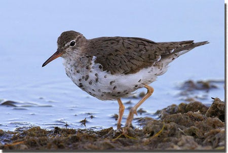 Spotted%20Sandpiper.jpg