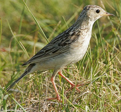 Sprague's%20Pipit.jpg