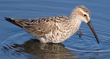 Stilt%20Sandpiper.jpg