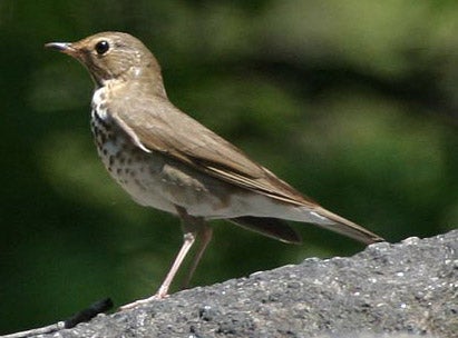 Swainson's%20Thrush.jpg