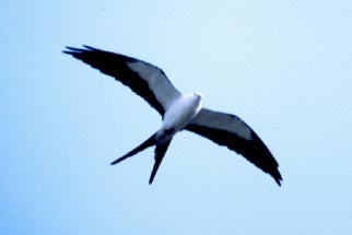 Swallow-tailed%20Kite.jpg