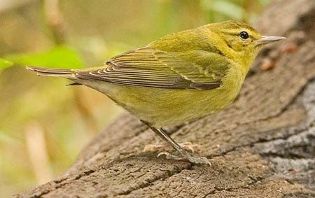 Tennessee%20Warbler.jpg