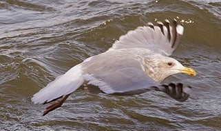 Thayer's%20Gull.jpg