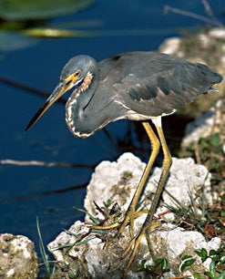 Tricolored%20Heron.jpg