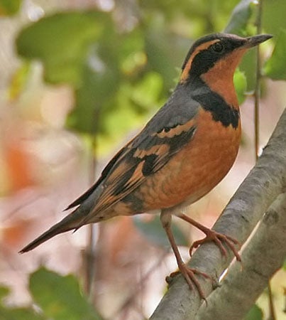 Varied%20Thrush.jpg