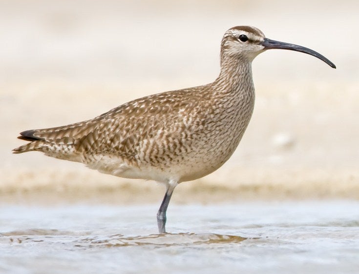 Whimbrel.jpg