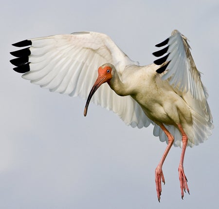 White%20Ibis%202.jpg