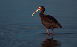 White-faced%20Ibis.jpg