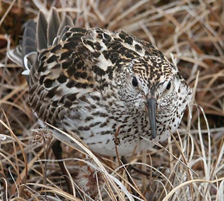 White-rumped%20Sandpiper.jpg